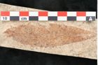 Foto (Detailansicht) von Quercus palaeoilex Ettingshausen (NHMW-GEO-2024-0188-8115)